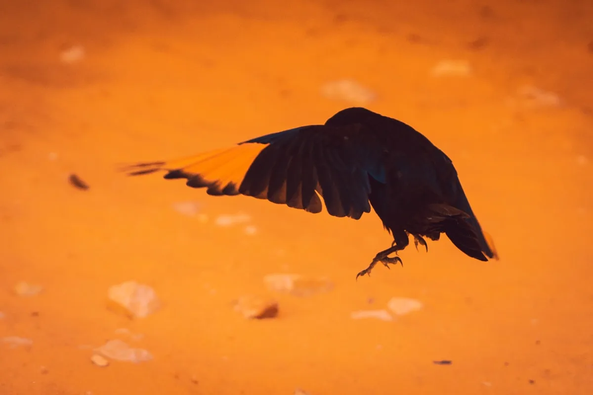 SkyKef — operator photo 2