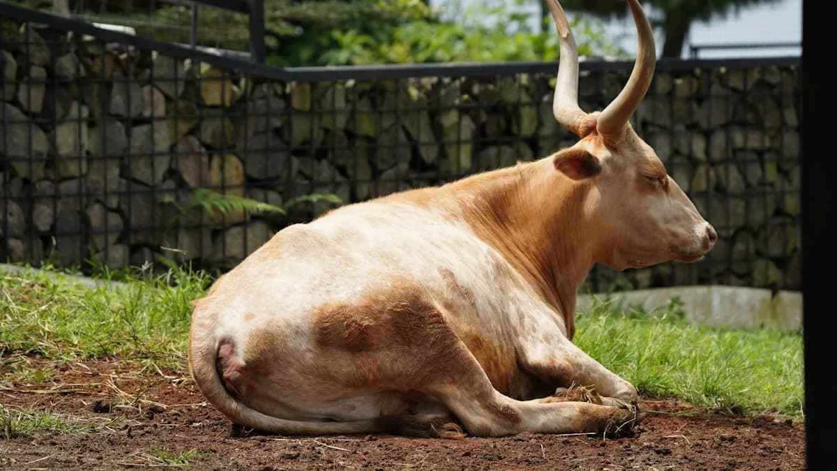 Lido Flying Club skydiving dropzone